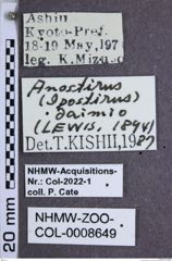 Etiketten zu Anostirus daimio (NHMW-ZOO-COL-0008649)